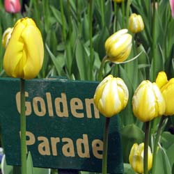Tulip Darwin hybrid 'Golden Parade'